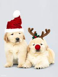 Download Premium Psd Of Two Golden Retriever Puppies Wearing A Santa Hats Dog Christmas Photos Cute Puppies Golden Retriever Golden Retriever Puppy Christmas