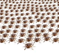 Center termite & pest control services serving los angeles county, orange county, and parts of san bernardino, ventura, and riverside counties. Center Termite Pest Control Home Facebook
