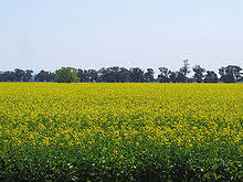 Canola Oil Wikipedia