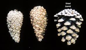 Image result for Pinus nigra