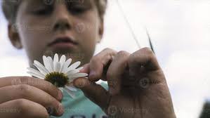 Boy tearing off petals of daisy. Creative. Close-up of boy guessing
