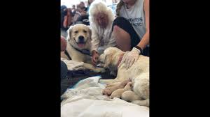 Adopt a golden retriever puppy today! When A Service Dog Gives Birth At Tampa Airport Controversy Takes Flight