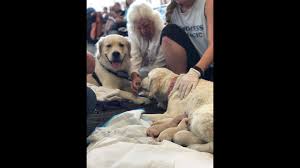 We focus on temperament and health above all in our puppies. When A Service Dog Gives Birth At Tampa Airport Controversy Takes Flight