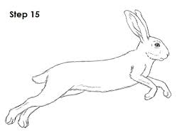 This npc can be found in dragonblight (58), the storm peaks (45), borean tundra (40), zul'drak (15), and icecrown (2). How To Draw A Hare