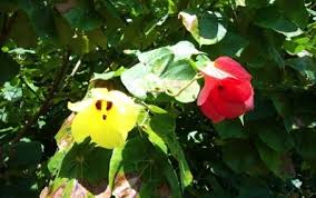 Image result for Hibiscus tiliaceus