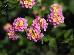 We did not find results for: Top 9 Most Beautiful Flowers For Hanging Baskets The Mysterious World