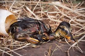 Let us discuss some of the factors that affect the duck egg incubation period. Best Practices For Hatching Duck Eggs In A Small Incubator