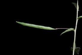 Image result for Cleome aculeata