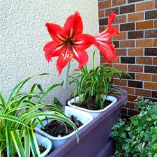 アマリリスの花が終わったら 来年も咲いてほしい 花がら摘みのやり方 鈴木ややブログ
