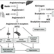 Renin secretion is inversely proportional to. Pdf Renin Angiotensin System Hypertension And Chronic Kidney Disease Pharmacogenetic Implications