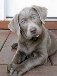 Check spelling or type a new query. 35 Silver Lab Ideas Lab Puppies Puppies Cute Dogs