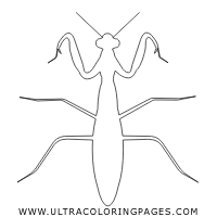 Young praying mantids molt about ten times as they grow toward adulthood. Dibujo De Mantis Para Colorear Ultra Coloring Pages