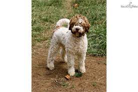 Find puppies for sale, started dogs for sale and finished dogs from all sorts of different pointing breeds, retrieving breeds and flushing breeds. Pin On Lagotto Romagnolo Of Canada Lrc Duckett Truffieres