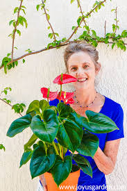 Some of the best red indoor plants are: Anthurium Care And Growing Tips Joy Us Garden