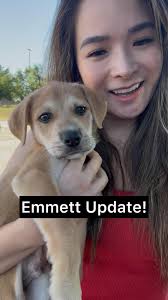 It's a big day for the big 3! UPS Guy, Brooke Taylor-Windham, and Paul  Bonafonte are headed to their new foster homes! It's always a bittersweet  day when the puppies finally are