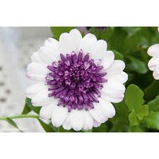 Image result for Osteospermum barberiae