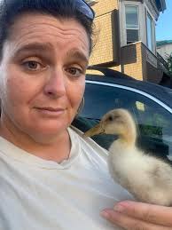What breed is the found duckling in west Oakland, CA?