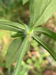 Image result for Spermacoce senensis