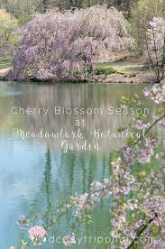 Cherry Blossom Season At Meadowlark Botantical Gardens Botanical Gardens Cherry Blossom Botanical