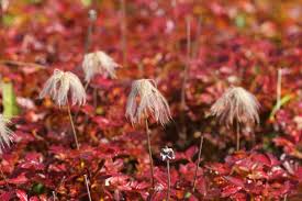 紅葉する植物の言葉９選 桜紅葉や柿紅葉 和の情緒を感じる秋 言葉の庭