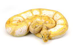 Ball Python Banana Spider Ball Python Python Ball Python Morphs