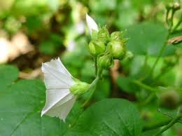 Image result for Jacquemontia paniculata
