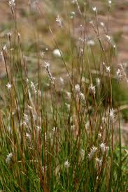 Image result for Elionurus muticus