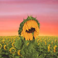 Our site offers soft silicone phone cases, odd future phone covers, igor bees matte phone case, and many others at a reasonable price. New Account Stevsarm On Twitter Made A Cover For Tyler The Creator S Flower Boy Such An Amazing Album
