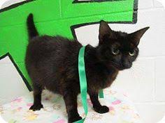 Maybe you would like to learn more about one of these? 220 Cats Ga Ultra Urgent Floyd County Rome Ga Animal Shelter Ideas Floyd County Animal Control Animal Shelter