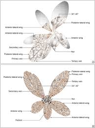 Image result for Marquesia macroura