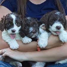 Springerdoodle Puppies For Sale Sproodle Puppies Doodle Puppy Spaniel Puppies For Sale