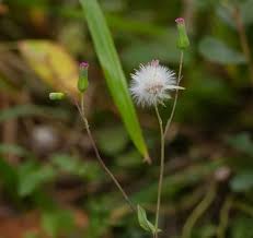 Image result for Emilia violacea