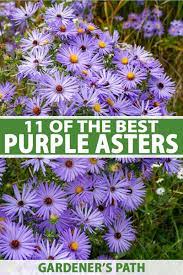 Wild raisin grows in most soils with adequate moisture in sun or light shade. 11 Of The Best Purple Asters Gardener S Path