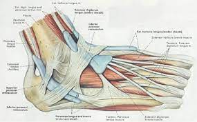 For examples and a much more thorough explanation, take a look at the two wikipedia pages Foot Anatomy Bones Ligaments Muscles Tendons Arches And Skin