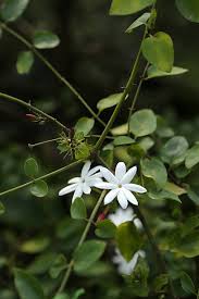 Image result for Jasminum multiflorum