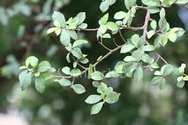 Image result for Streblus