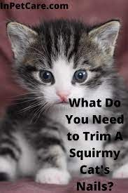 What Do You Need To Trim A Squirmy Cat S Nails Kitten Care Kitten Health Newborn Kittens