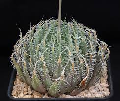 Image result for Virectaria