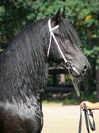 Through the early middle ages and high m. Friesian Horse Wikipedia