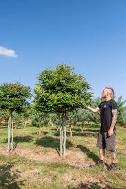 Image result for Fagus sylvatica