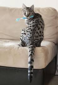 Savannah f2 cat loves water! Savannah Cat F1 Size