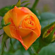 Paket bibit tanaman bunga mawar 10 pohon shopee indonesia. Jual Bunga Mawar Orange Kota Batu Nashandra Florist Tokopedia