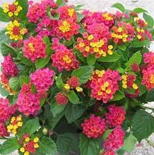 6 Drought Tolerant Plants Attracting Pollinators Butterflies Hummingbirds Lantana Plant Lantana Flower Drought Tolerant Plants