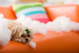 If your dog does this,. How To Stop My Dog From Chewing On Their Dog Bed Sitstay