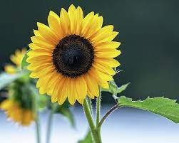 Sunflowers Symbolize Adoration Loyalty And Longevity Much Of The Meaning Of Sunflowers Stems From Its N Happy Flowers Beautiful Wall Art Meaning Of Sunflower