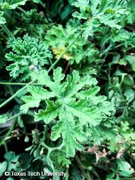 Image result for Pelargonium graveolens