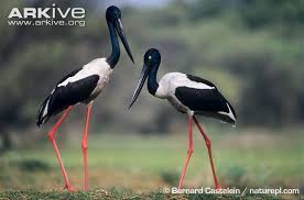 Black Necked Stork Ephippiorhynchus Asiaticus Black Necked Stork Pair Male On Left Black Neck Nature Pictures Stork