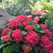 Morden golden glow european red elder sambucus racemosa 'morden golden glow' specs height: Morden Golden Glow Elderberry From Garden Debut