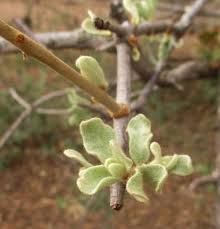 Image result for Erianthemum ngamicum