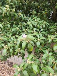 Image result for Lagunaria patersonia